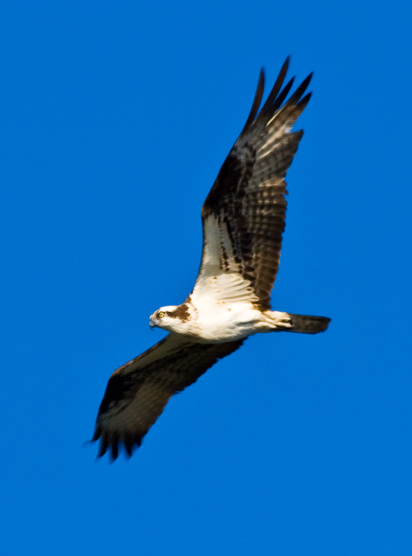 Osprey In Flight